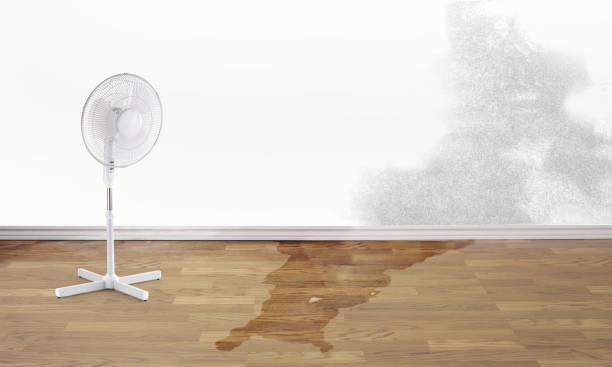 Best Water damage cleanup near me  in Willows, CA